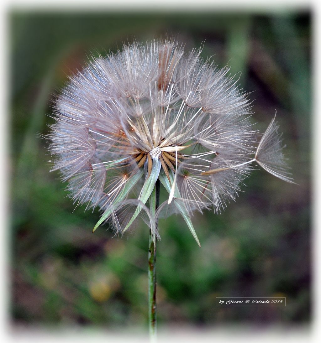 Tragopogon sp.